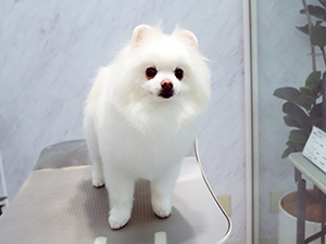 神奈川に近い東京町田のブリーダーKAKOでトリミングしたポメラニアン